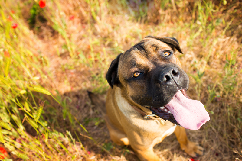 dog in grass