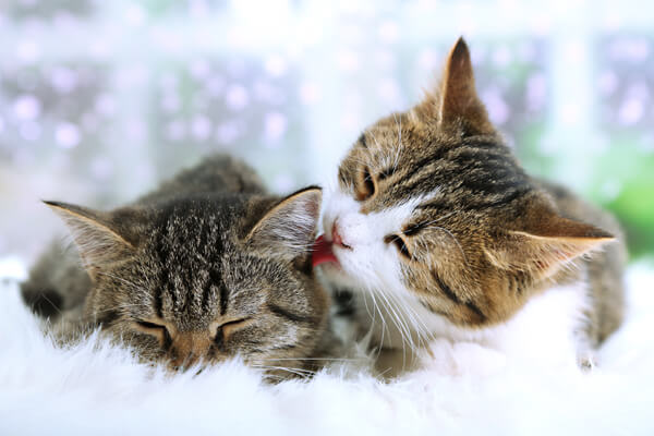 two cats cuddling